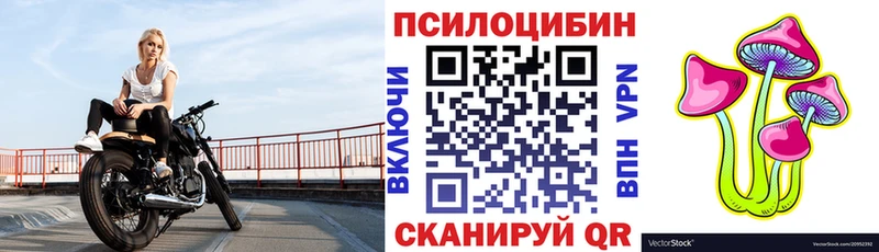 Купить  Бакал  Псилоцибиновые грибы Psilocybe 